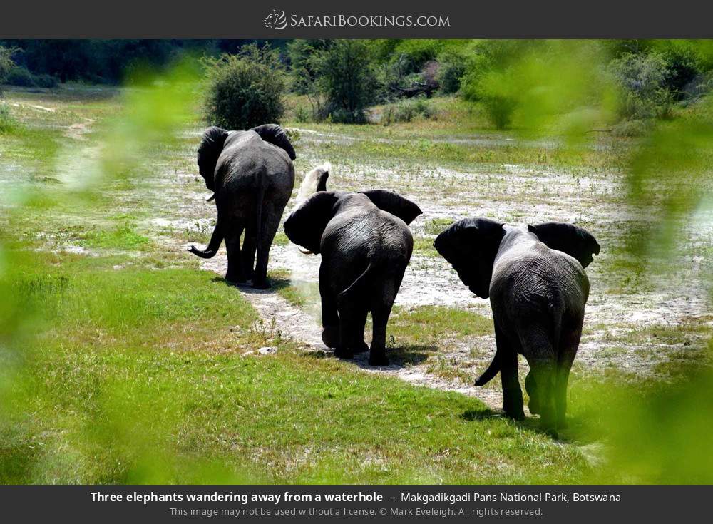 Three elephants wandering away from a waterhole in Makgadikgadi Pans National Park, Botswana