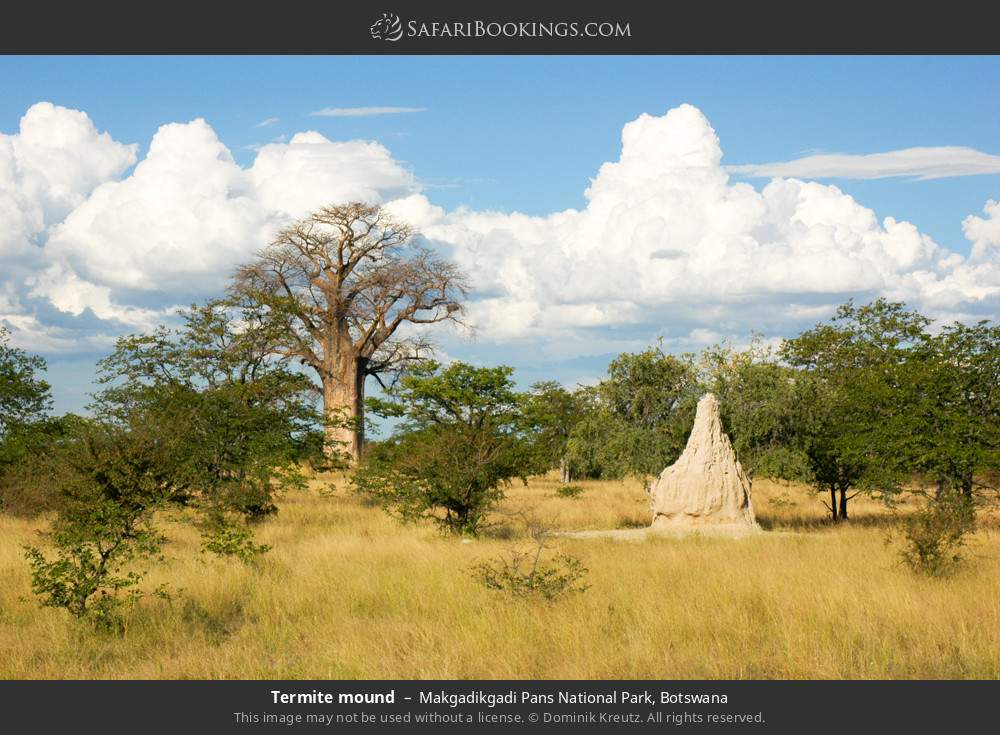 Termite mound in Makgadikgadi Pans National Park, Botswana