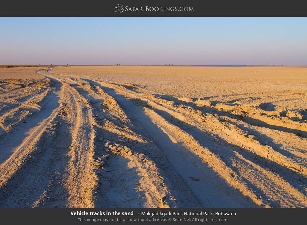 Vehicle tracks in the sand in Makgadikgadi Pans National Park, Botswana