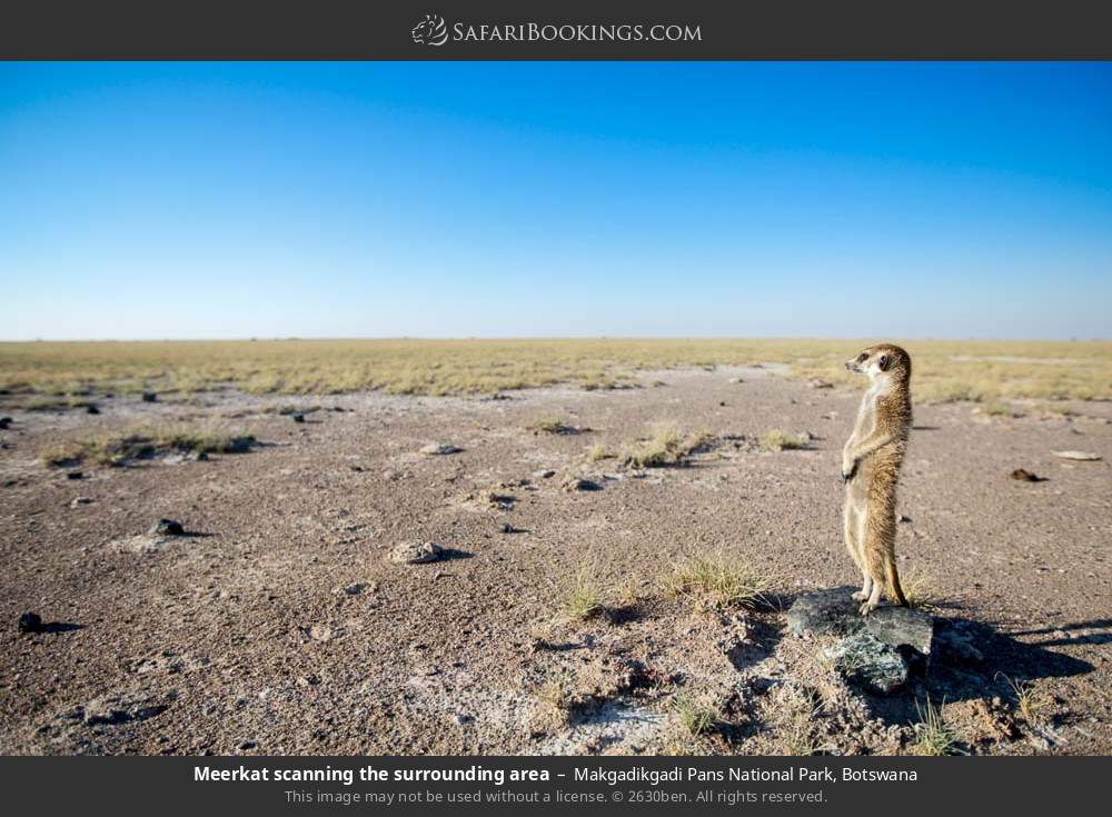 Meerkat scanning the surrounding area in Makgadikgadi Pans National Park, Botswana