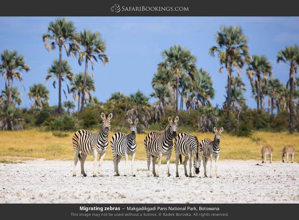 Migrating zebras in Makgadikgadi Pans National Park, Botswana