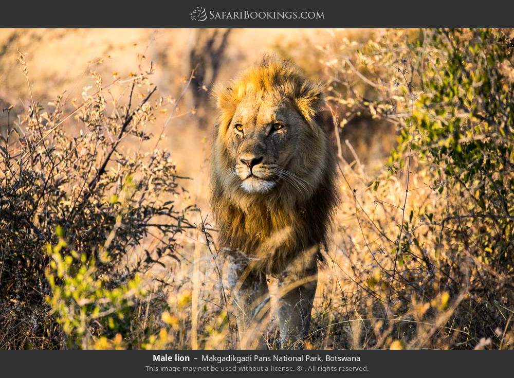 Male lion in Makgadikgadi Pans National Park, Botswana