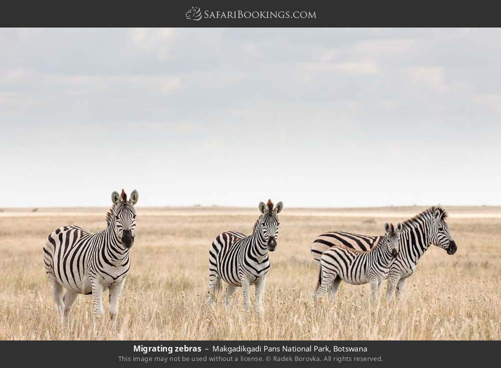 Migrating zebras in Makgadikgadi Pans National Park, Botswana