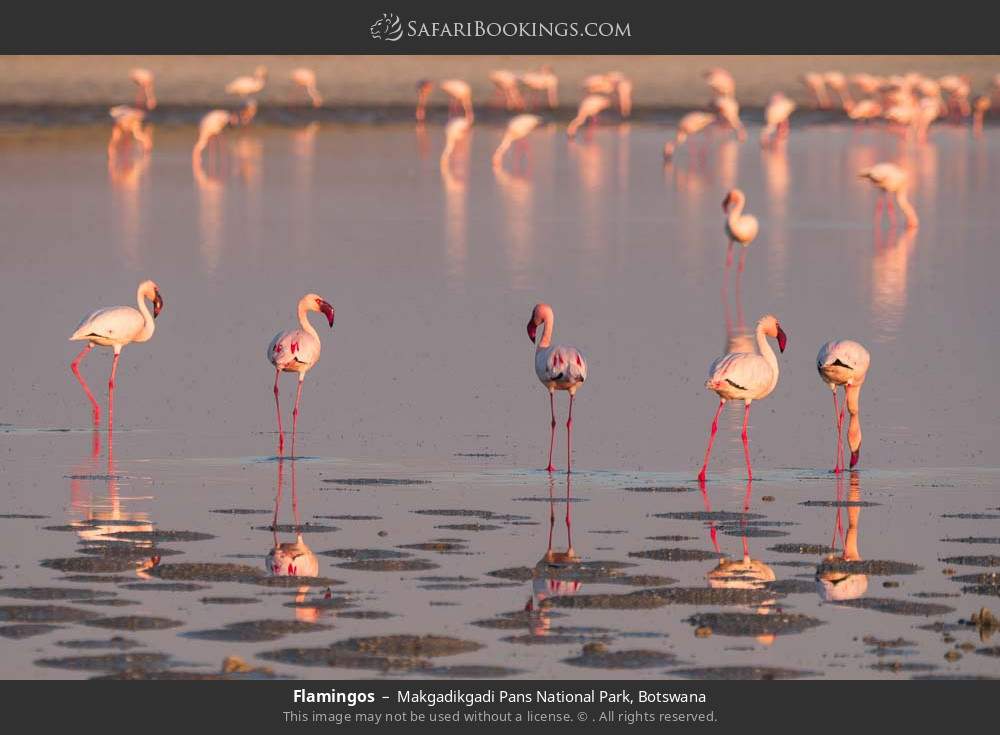 Flamingos in Makgadikgadi Pans National Park, Botswana