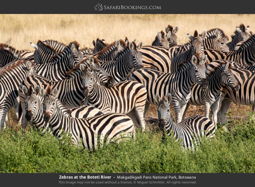Zebras at the Boteti River in Makgadikgadi Pans National Park, Botswana