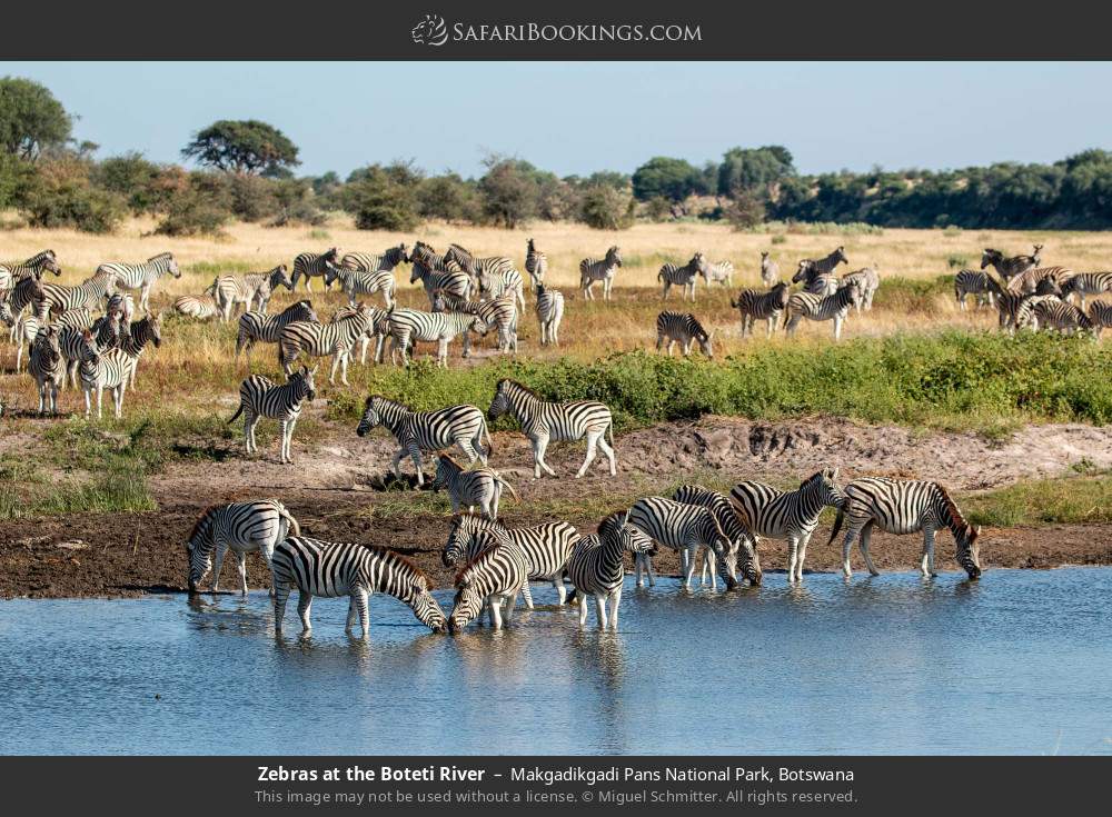 Zebras at the Boteti River in Makgadikgadi Pans National Park, Botswana