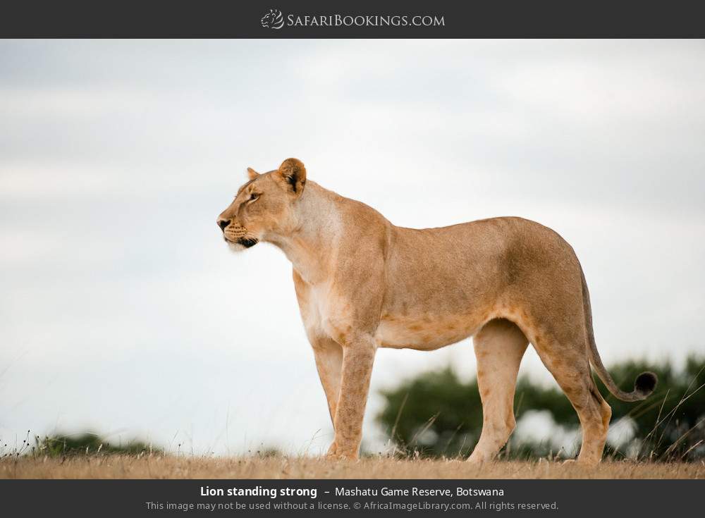 Lion standing strong in Mashatu Game Reserve, Botswana