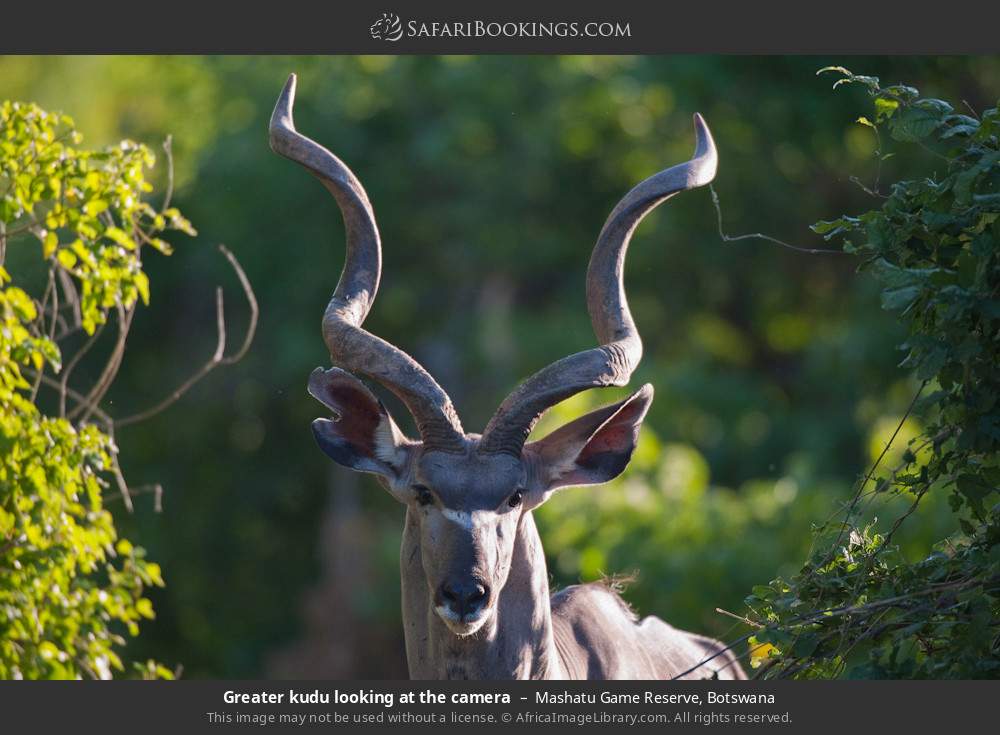 Greater kudu looking at the camera in Mashatu Game Reserve, Botswana
