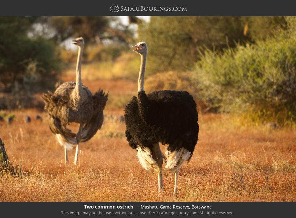 Two common ostrich in Mashatu Game Reserve, Botswana
