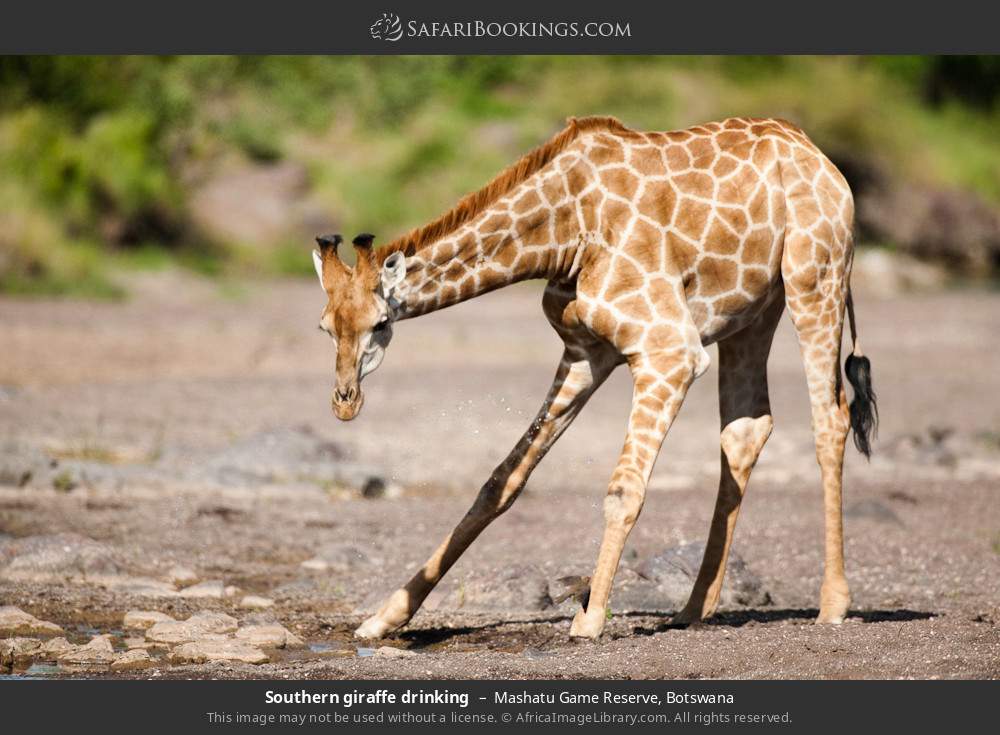 Southern giraffe drinking in Mashatu Game Reserve, Botswana
