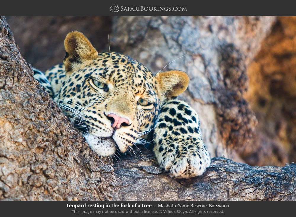 Leopard resting in the fork of a tree in Mashatu Game Reserve, Botswana