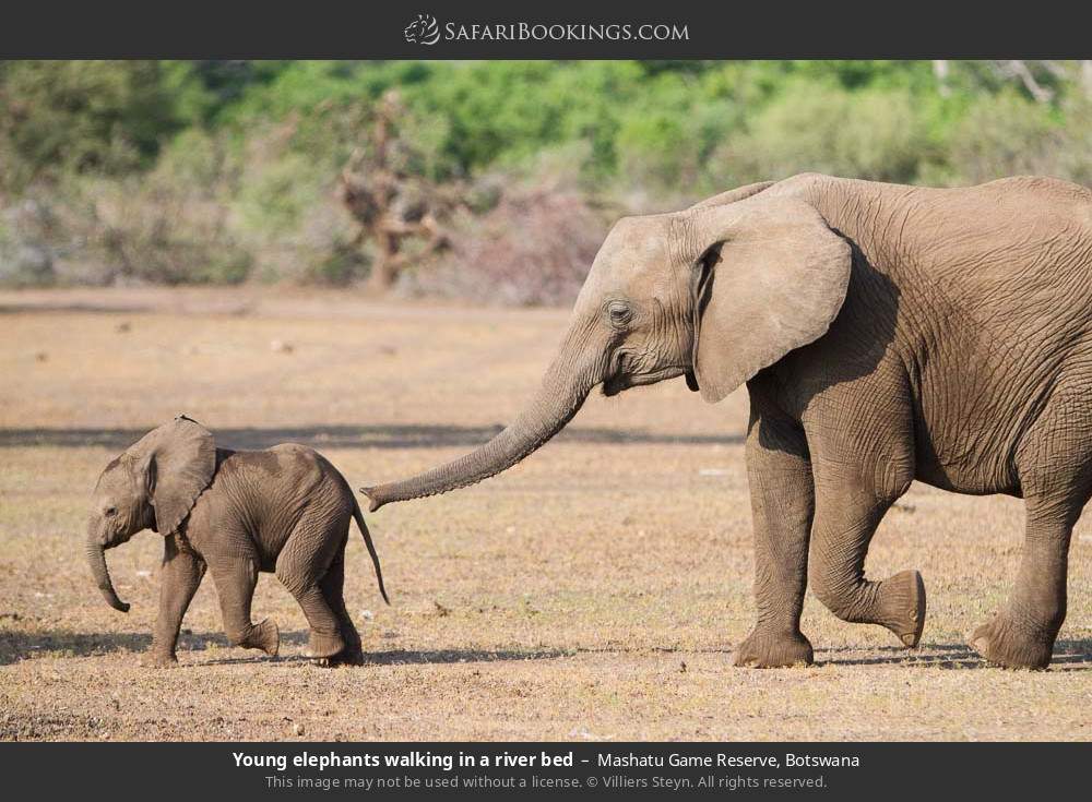 Young elephants walking in a river bed in Mashatu Game Reserve, Botswana