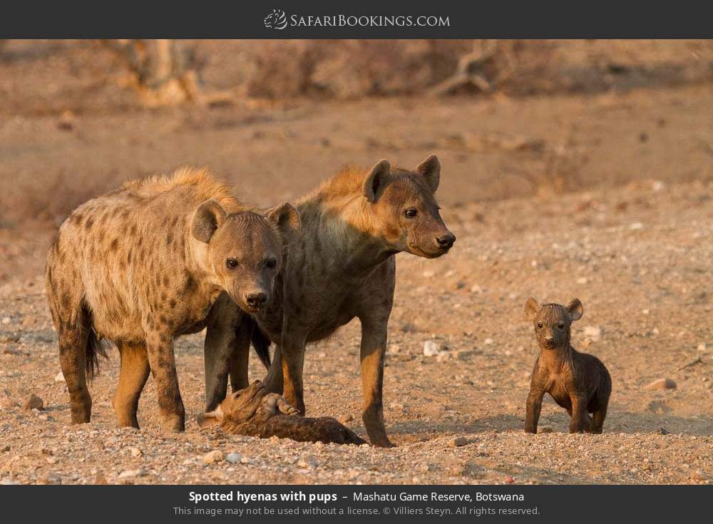 Spotted hyenas with pups in Mashatu Game Reserve, Botswana