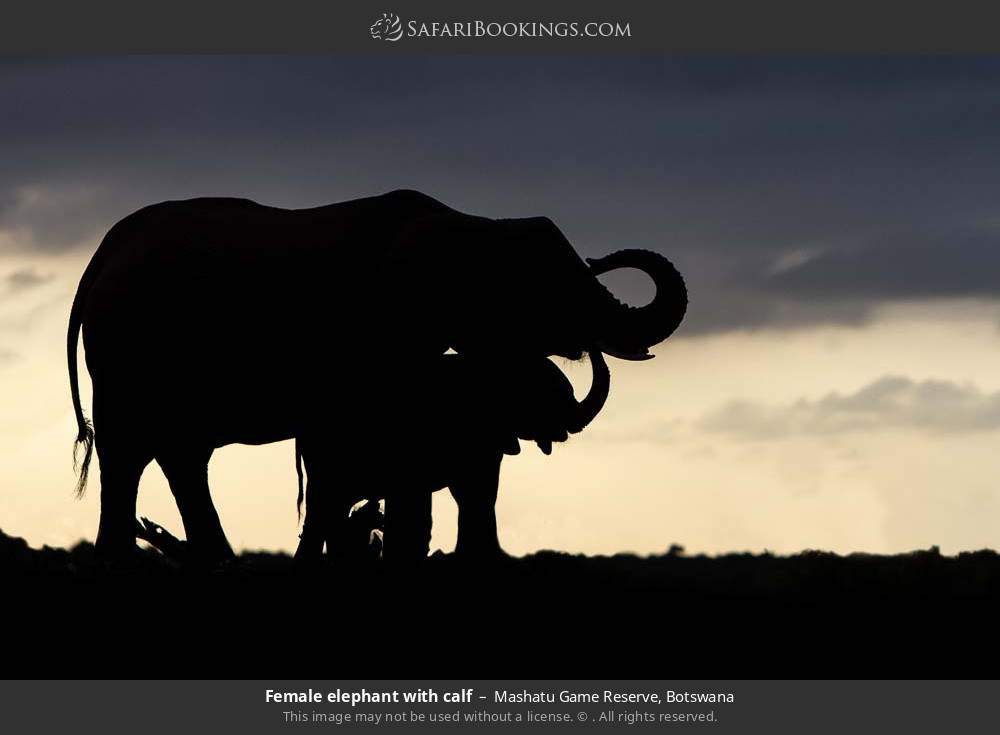 Female elephant with calf in Mashatu Game Reserve, Botswana