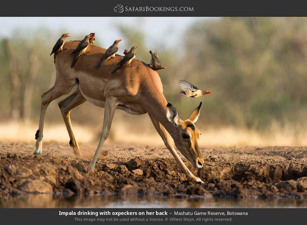 Impala drinking with oxpeckers on her back in Mashatu Game Reserve, Botswana