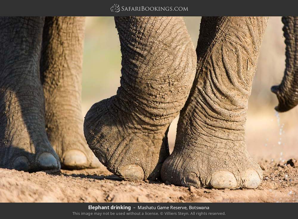 Elephant drinking in Mashatu Game Reserve, Botswana