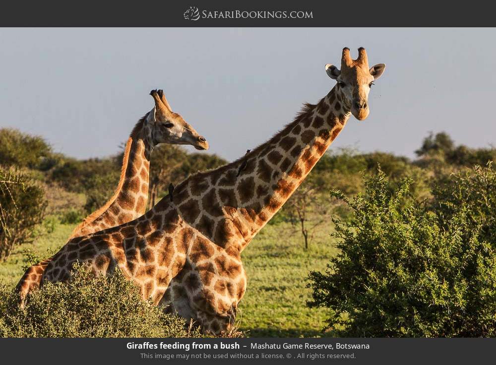 Giraffes feeding from a bush in Mashatu Game Reserve, Botswana