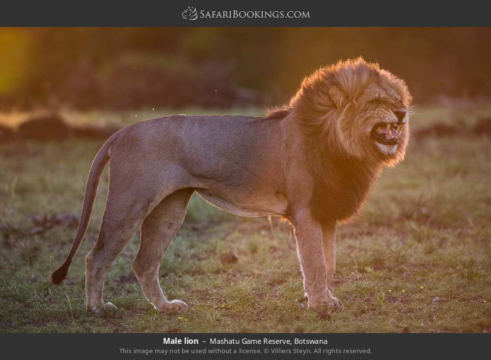 Male lion in Mashatu Game Reserve, Botswana