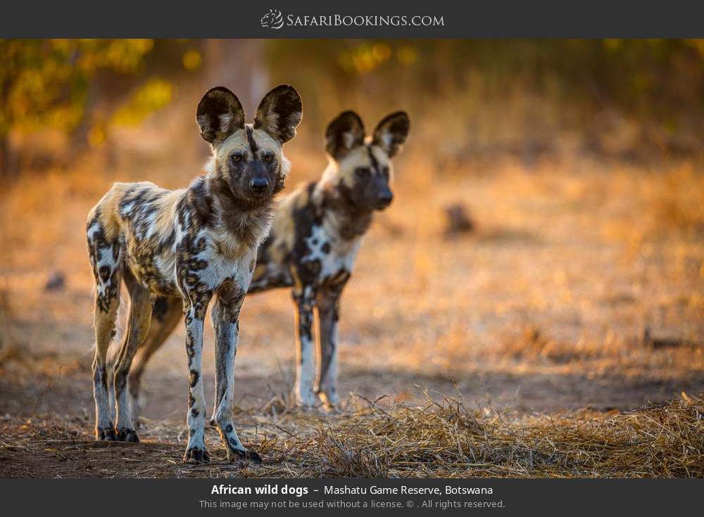 African wild dogs in Mashatu Game Reserve, Botswana