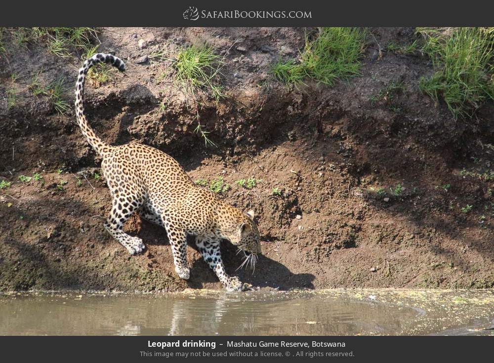 Leopard drinking in Mashatu Game Reserve, Botswana