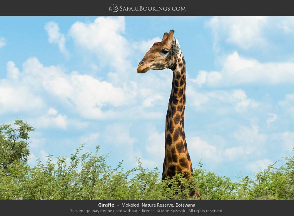 Giraffe in Mokolodi Nature Reserve, Botswana