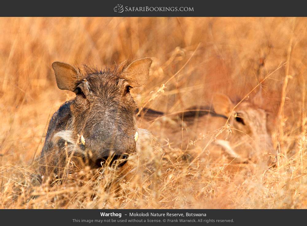 Warthog in Mokolodi Nature Reserve, Botswana