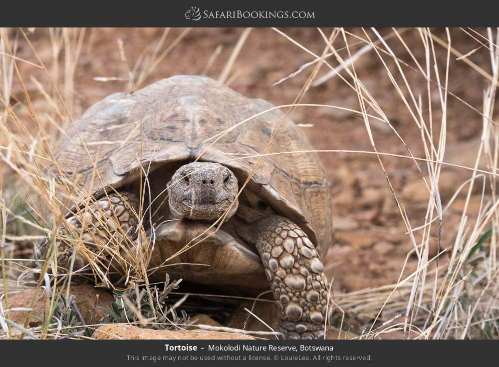 Tortoise in Mokolodi Nature Reserve, Botswana