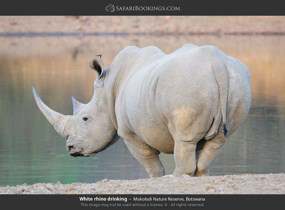 White rhino drinking in Mokolodi Nature Reserve, Botswana