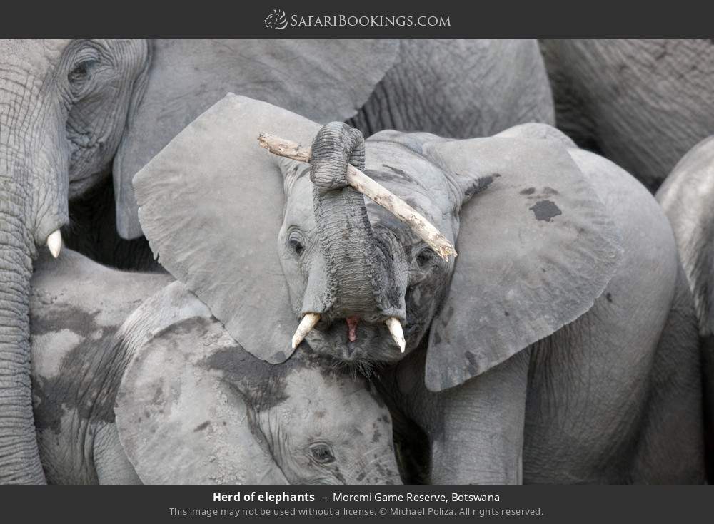 Herd of elephants in Moremi Game Reserve, Botswana