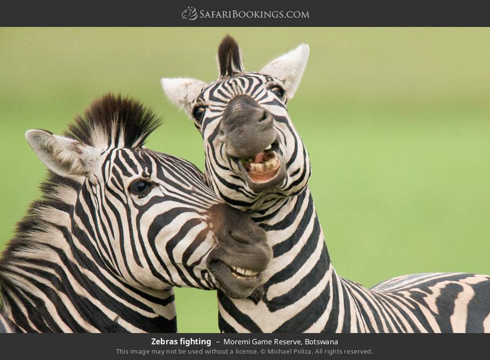 Zebras fighting in Moremi Game Reserve, Botswana