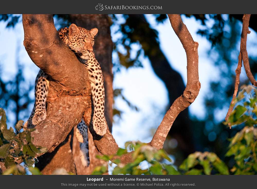 Leopard in Moremi Game Reserve, Botswana