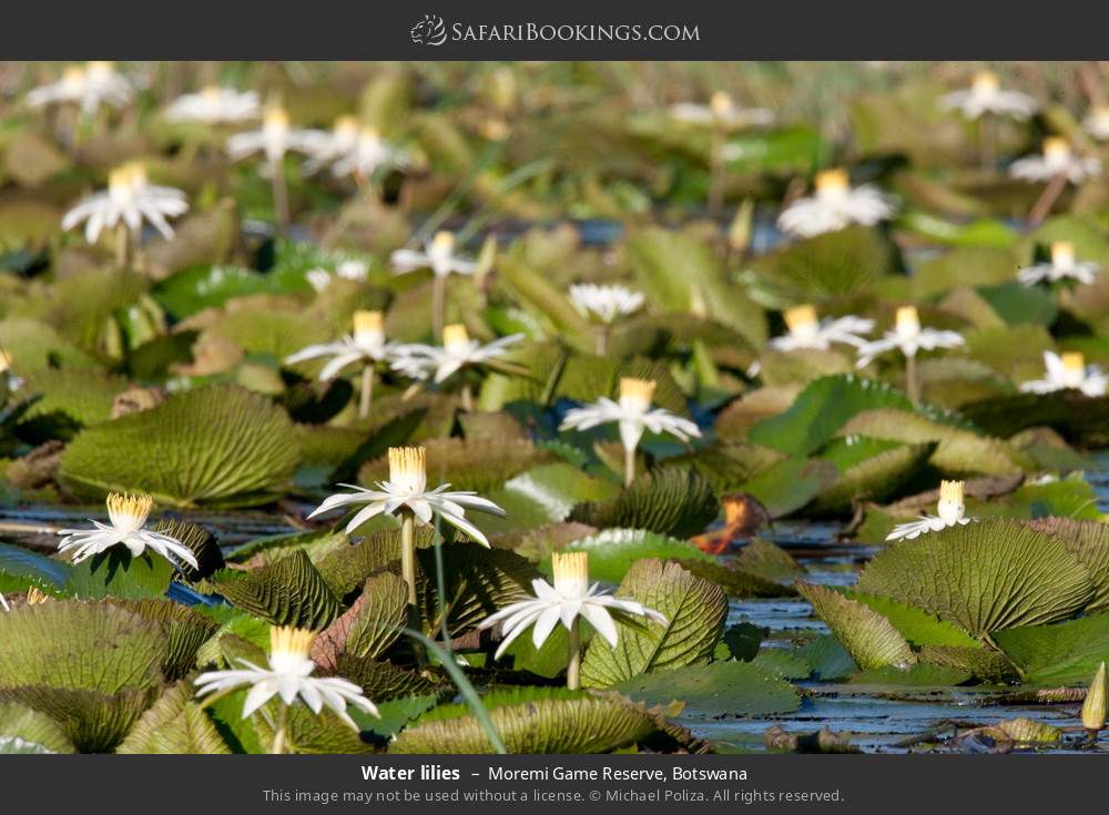 Water lilies in Moremi Game Reserve, Botswana