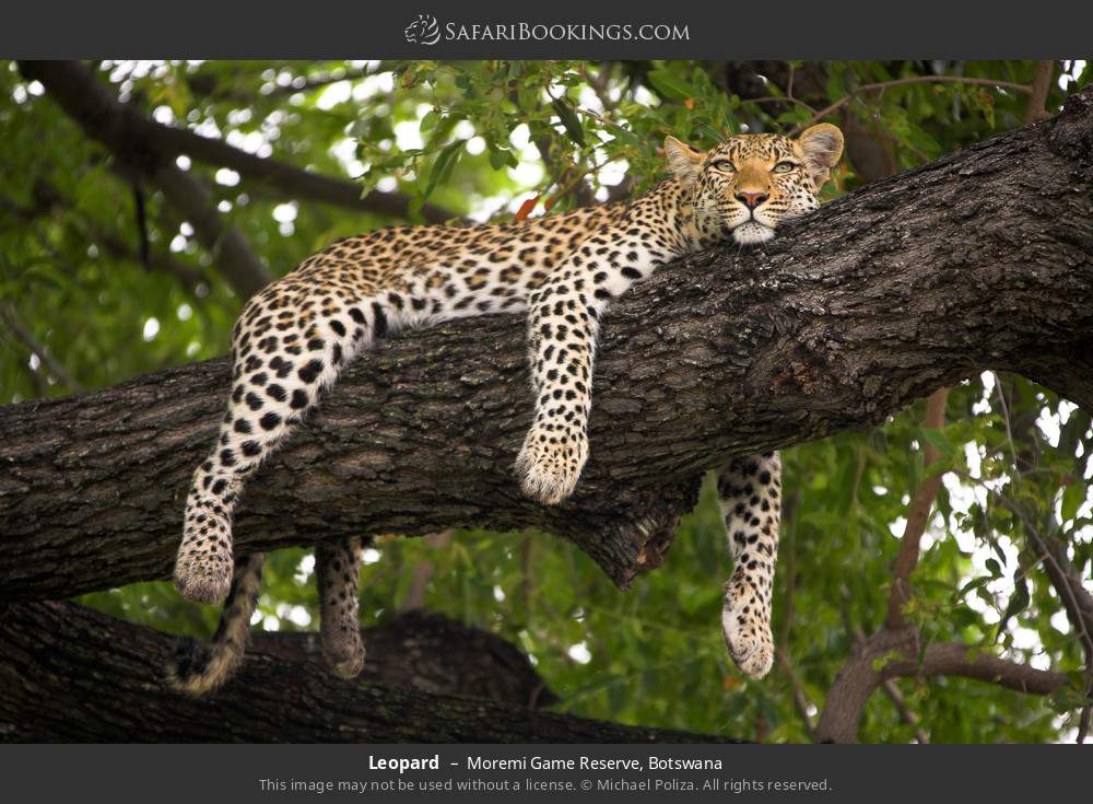 Leopard in Moremi Game Reserve, Botswana