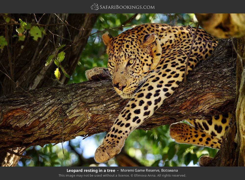 Leopard resting in a tree in Moremi Game Reserve, Botswana