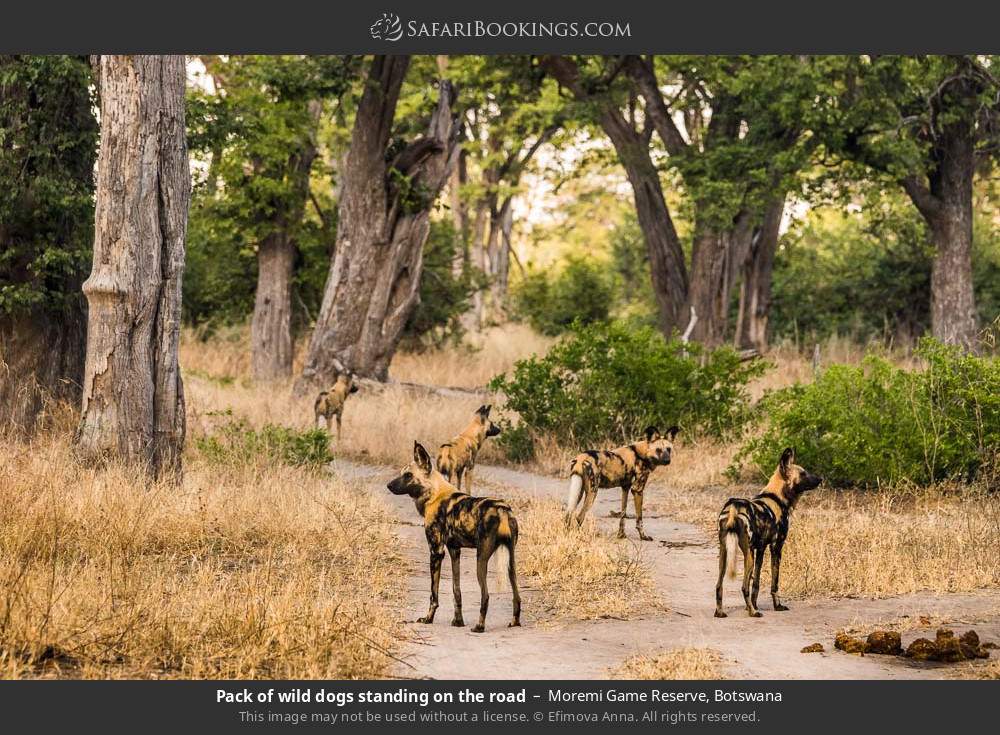 Pack of wild dogs standing on the road in Moremi Game Reserve, Botswana