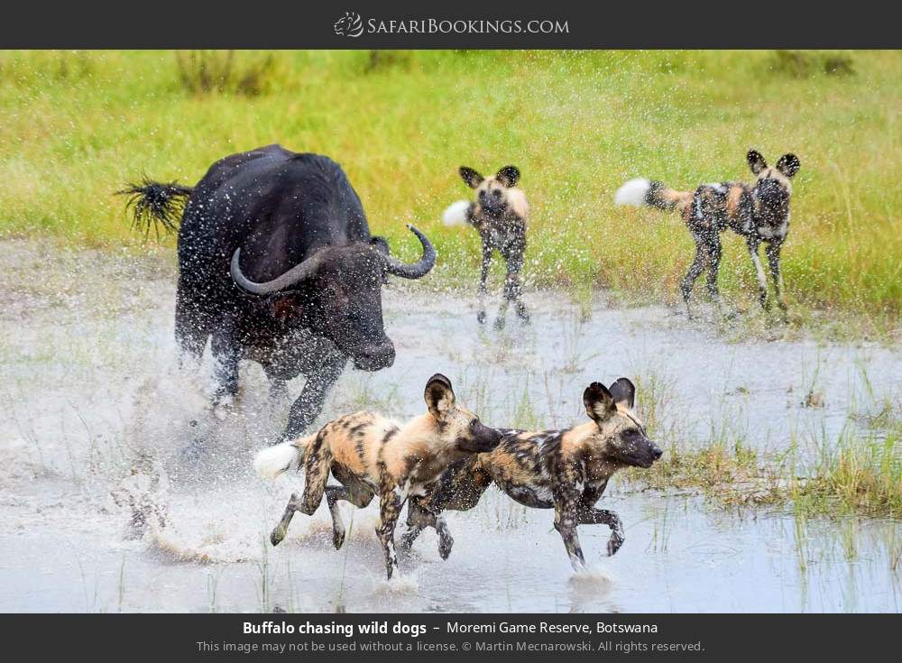 Buffalo chasing wild dogs in Moremi Game Reserve, Botswana