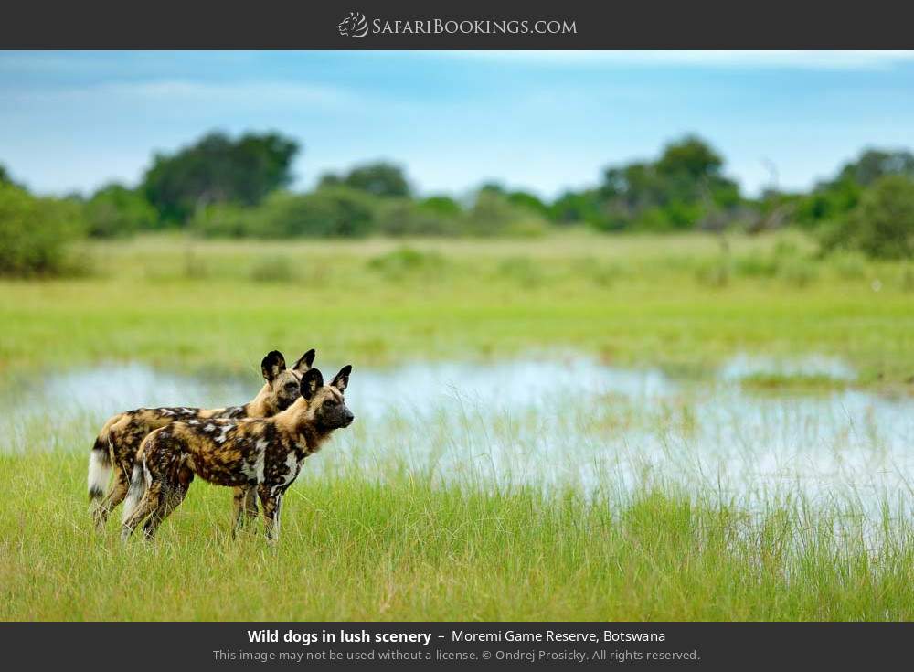 Wild dogs in lush scenery in Moremi Game Reserve, Botswana