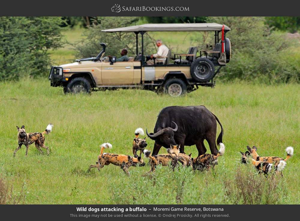 Wild dogs attacking a buffalo in Moremi Game Reserve, Botswana