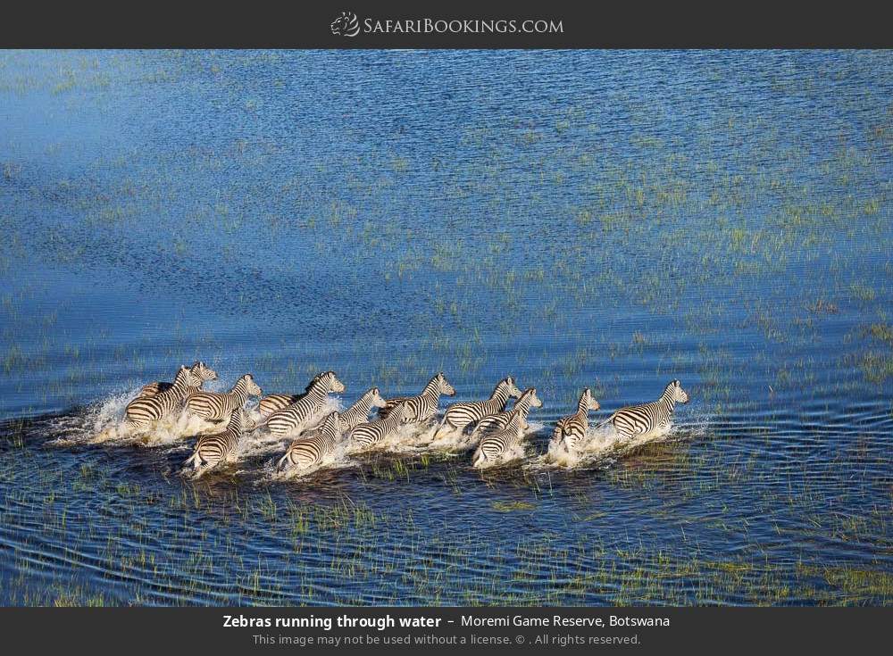 Zebras running through water in Moremi Game Reserve, Botswana