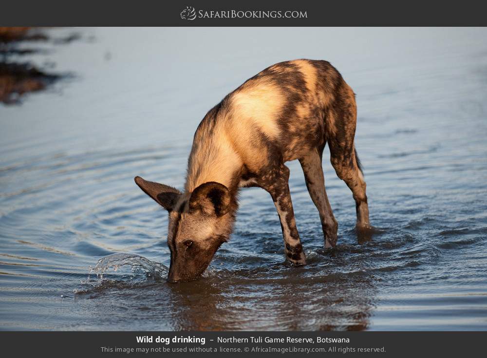 Wild dog drinking in Northern Tuli Game Reserve, Botswana