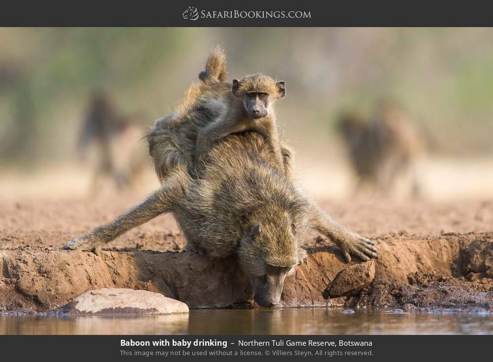 Baboon with baby drinking in Northern Tuli Game Reserve, Botswana