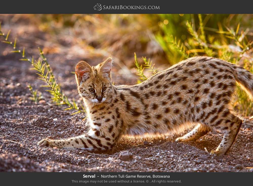 Serval in Northern Tuli Game Reserve, Botswana