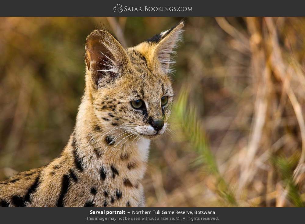 Serval portrait in Northern Tuli Game Reserve, Botswana