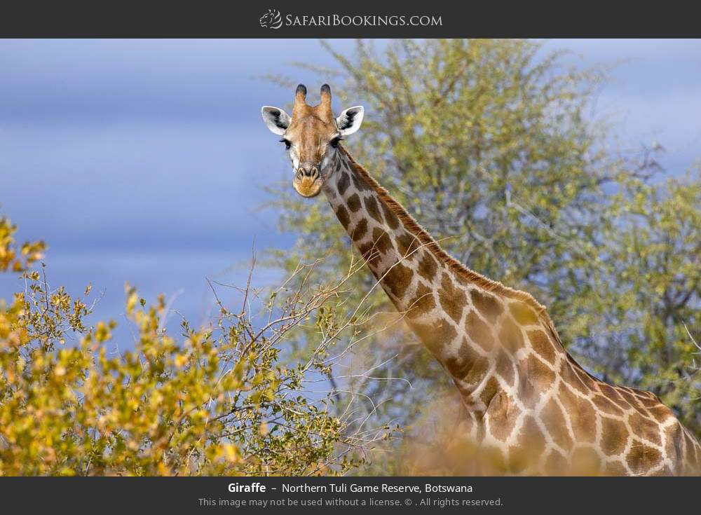 Giraffe in Northern Tuli Game Reserve, Botswana