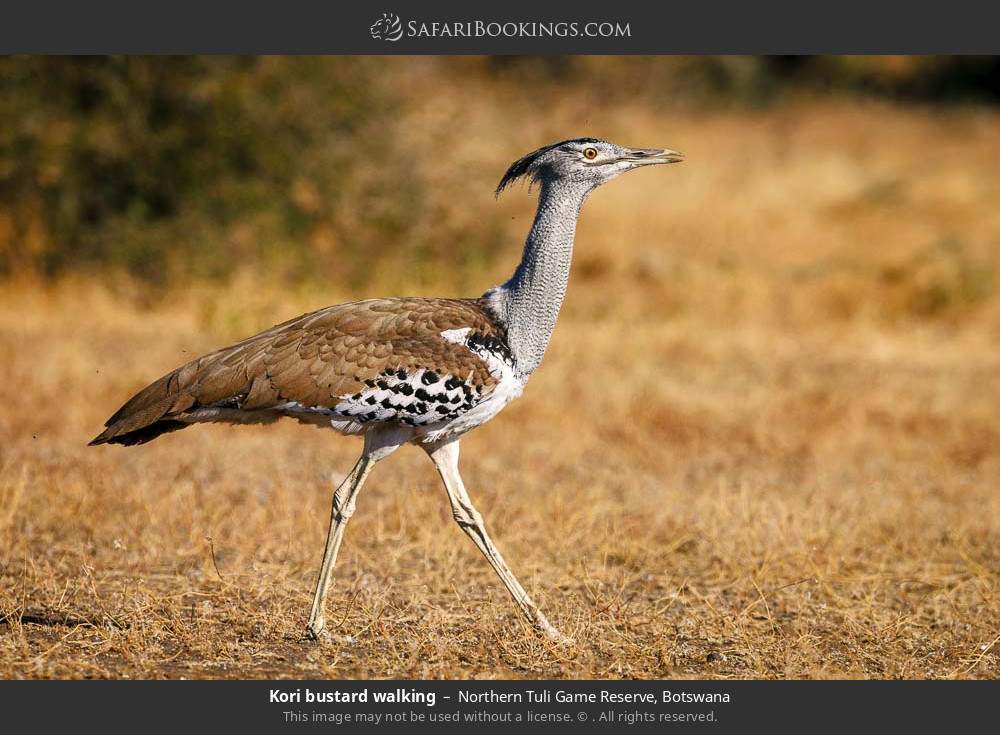 Kori bustard walking in Northern Tuli Game Reserve, Botswana