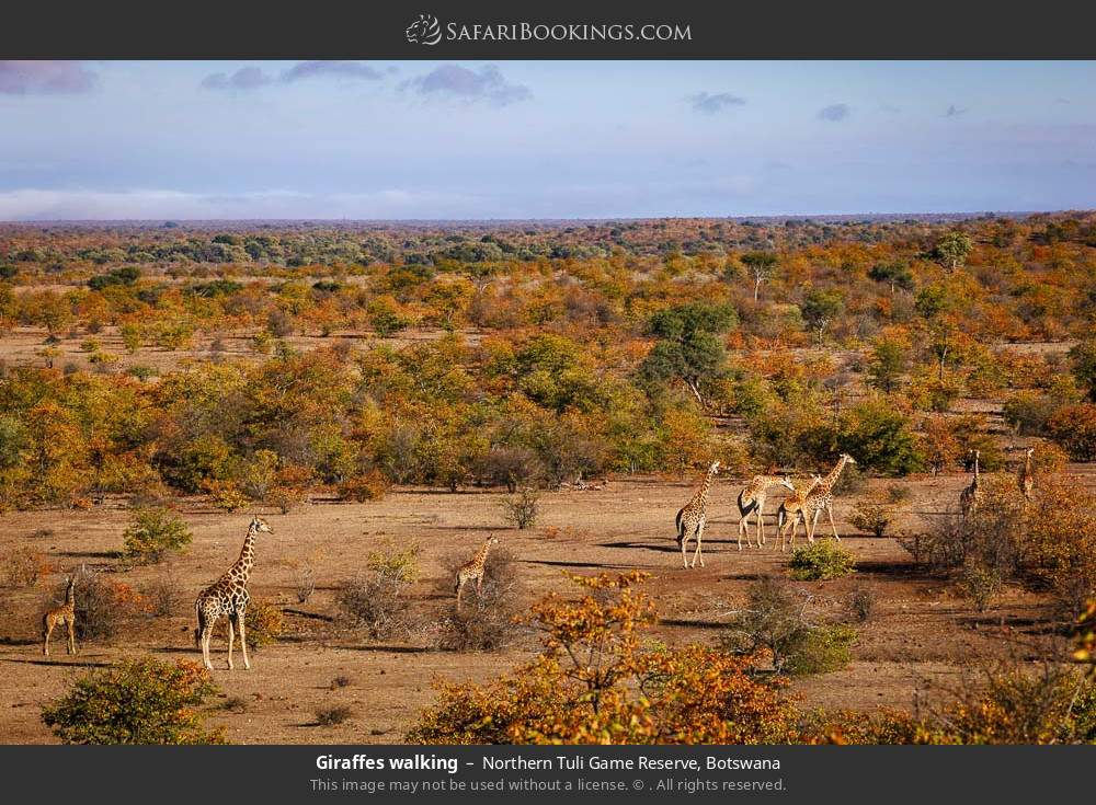 Giraffes walking in Northern Tuli Game Reserve, Botswana