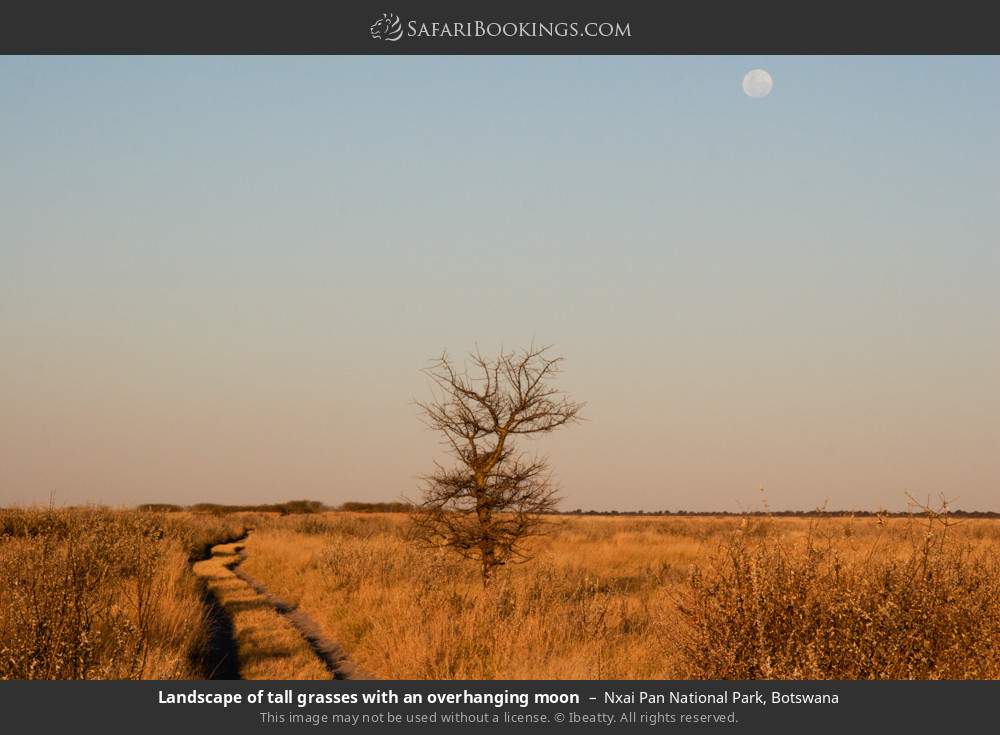 Landscape of tall grasses with an overhanging moon in Nxai Pan National Park, Botswana