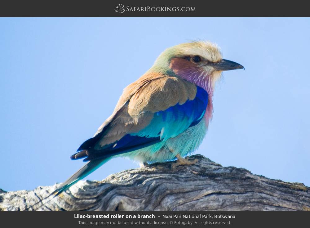 Lilac-breasted roller on a branch in Nxai Pan National Park, Botswana