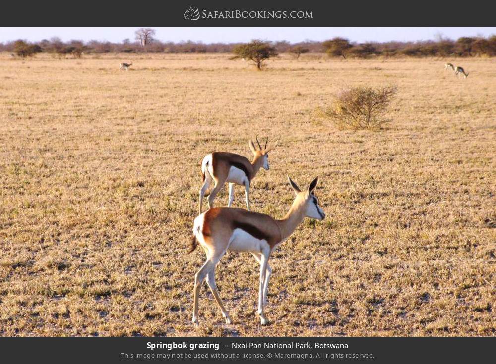 Springbok grazing in Nxai Pan National Park, Botswana