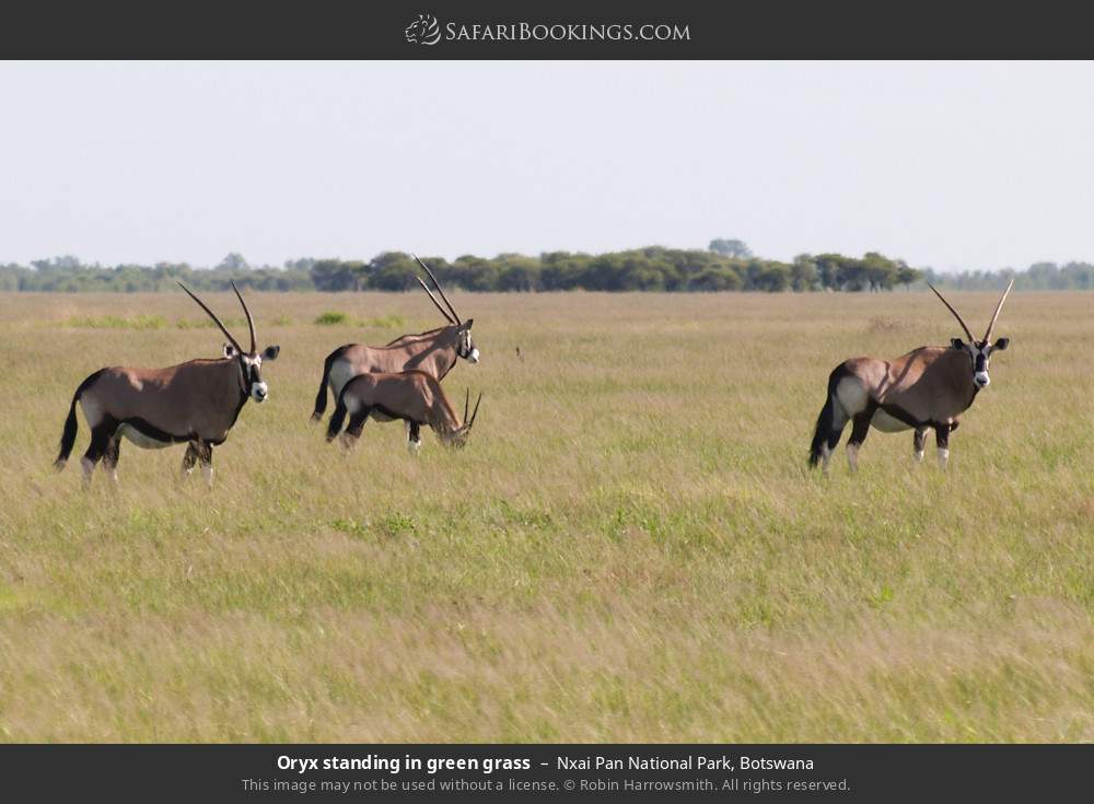 Oryx standing in green grass in Nxai Pan National Park, Botswana